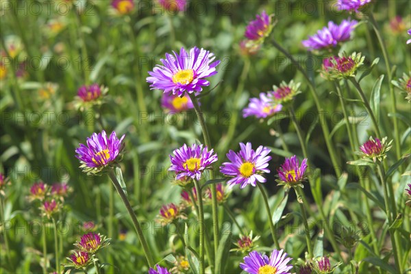 Alpine aster