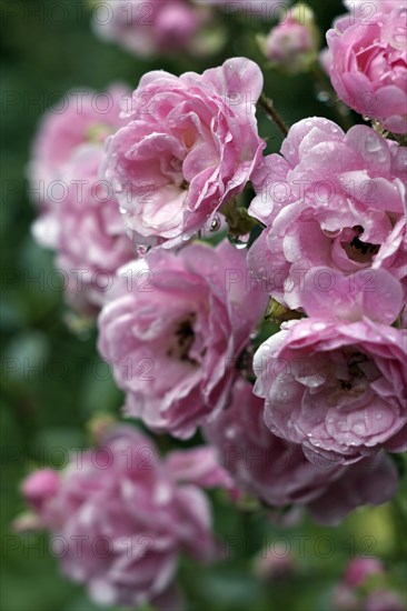 Ground cover rose The Fairy