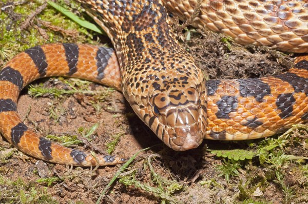 West Texas bull snake