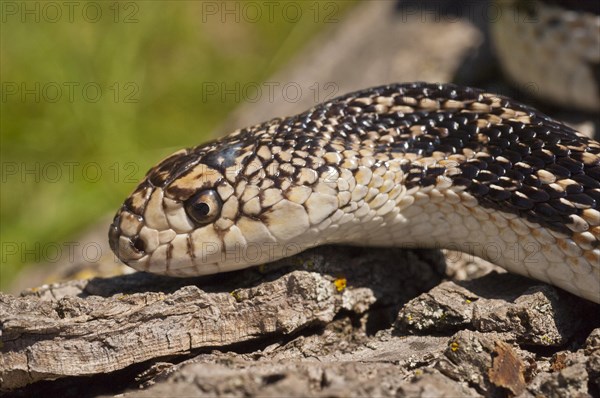 Northern pine snake