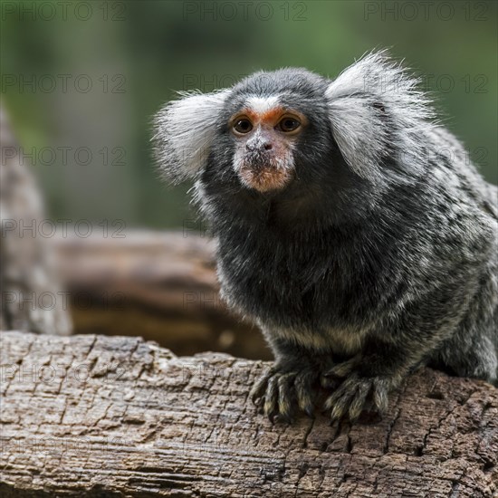 Common marmoset