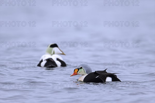 King eider