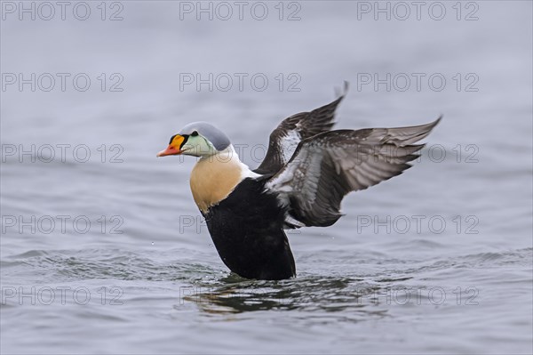 King eider