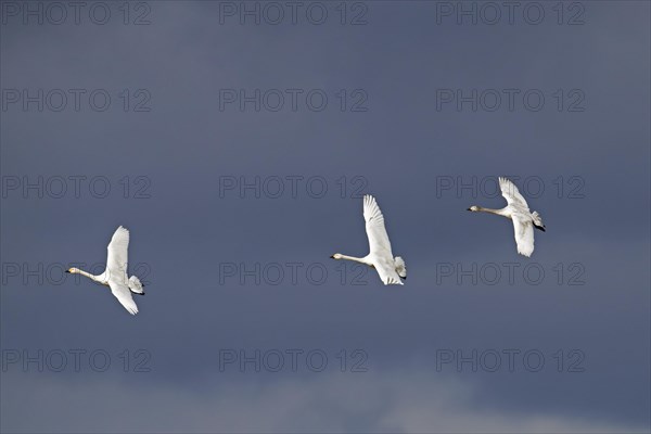 Three tundra swans