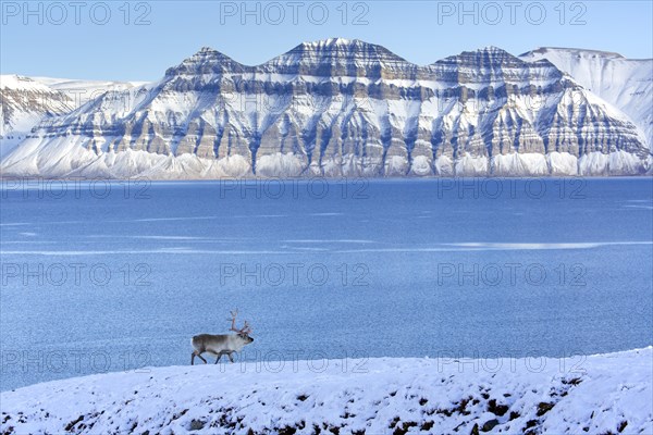 Svalbard reindeer