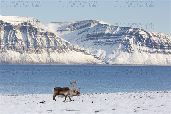 Svalbard reindeer