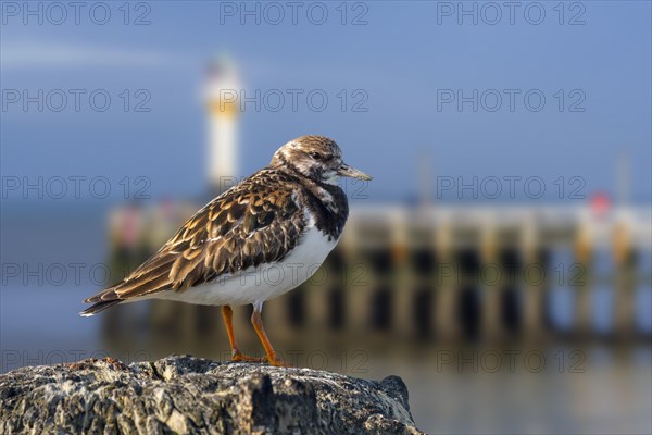 Ruddy turnstone