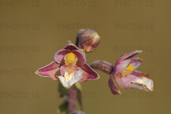 Marsh helleborine