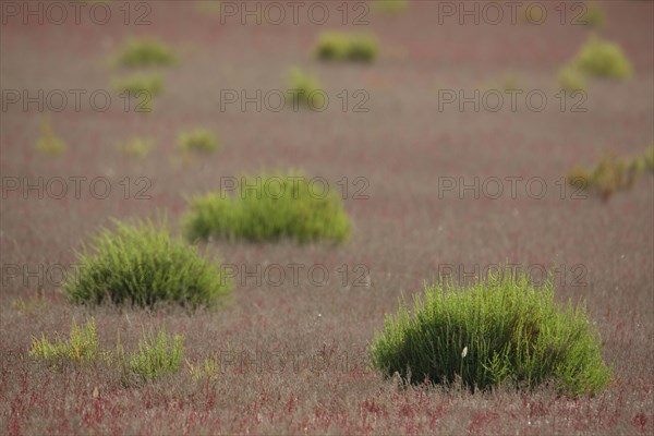 Mudflat landscape with Common glasswort