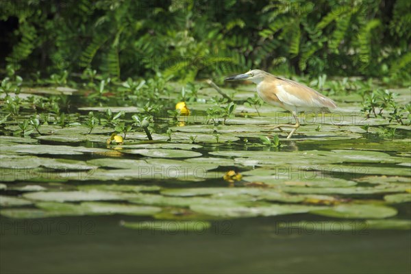 Squacco heron