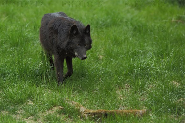 Mackenzie valley wolf