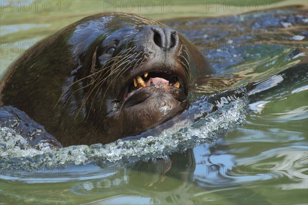 South american sea lion