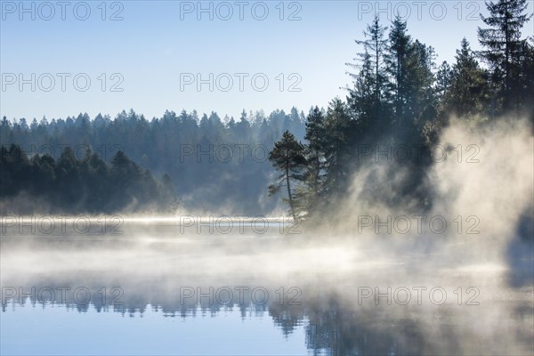 Pines and spruces line the shore of the mirror-smooth Etang de la Gruere moorland lake covered in mist in the canton of Jura