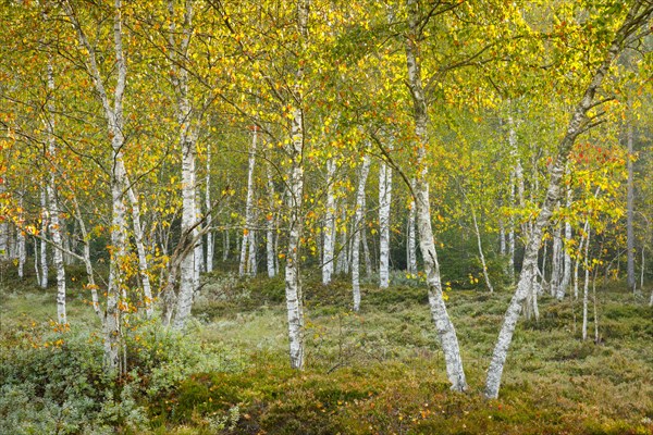 Birch forest and blueberry bushes in the backlight