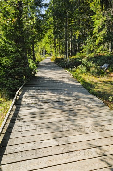 Wooden path in the forest along the Etang de la Gruere mire lake in the canton of Jura