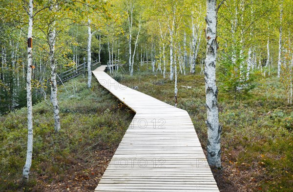 Forest path in the birch forest near Les Ponts-de-Martel in the canton of Neuchatel