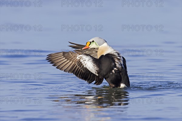 King eider