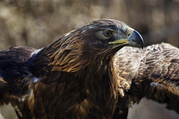 Golden eagle