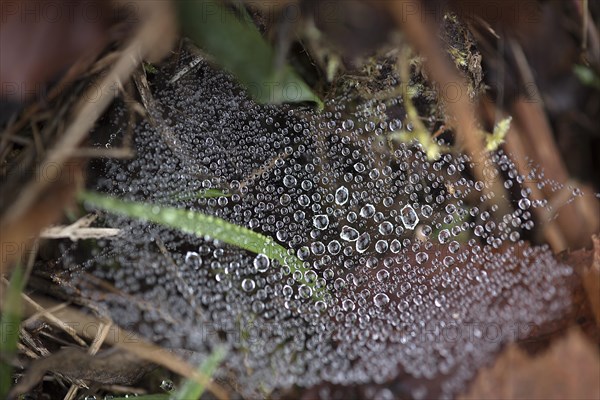 Water drops on a spider's web