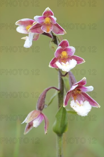 Marsh helleborine