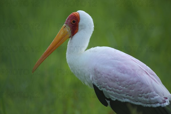 African yellow-billed stork