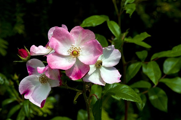 Shrub Rose Rush