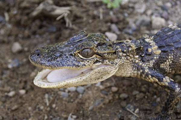 American alligator