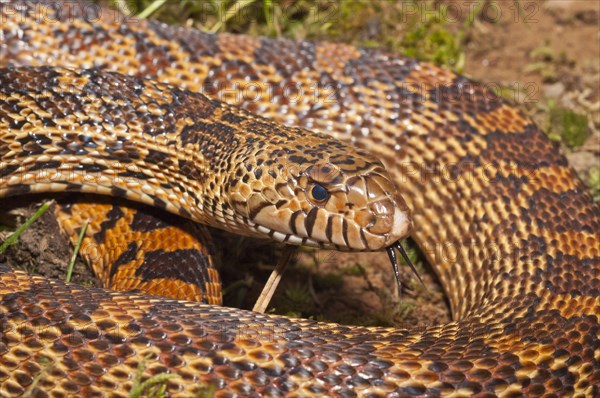 West Texas bull snake