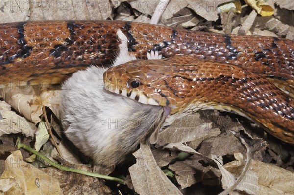 Okeetee corn snake