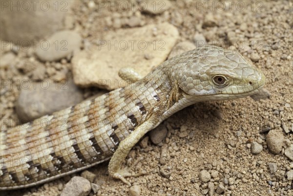 Southern alligator lizard