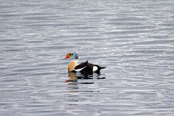 King Eider