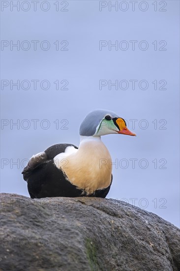 King eider