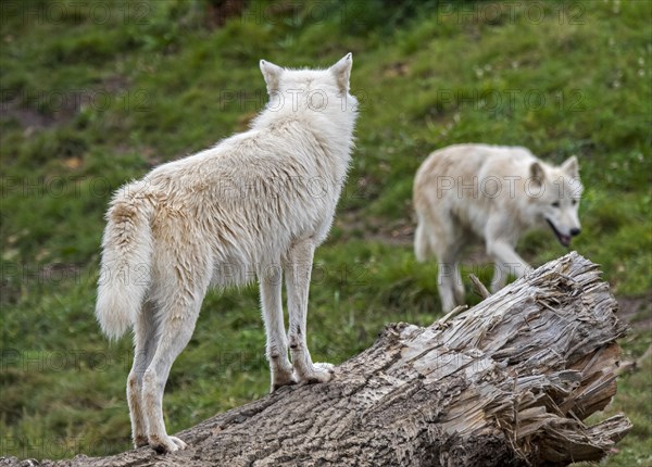 Two Canadian Arctic wolves