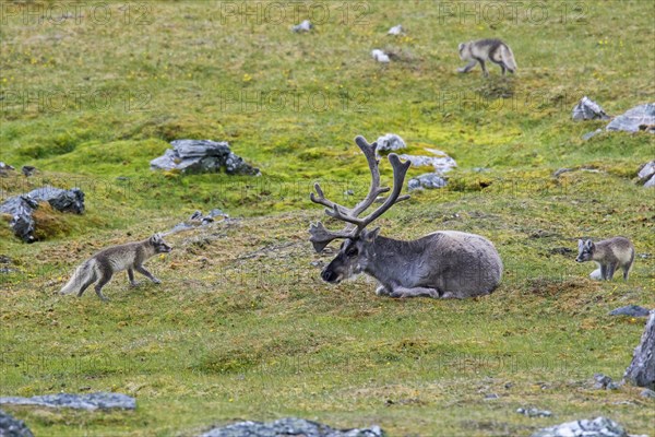 Three curious young Arctic foxes