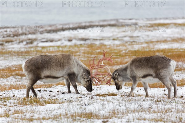 Two Svalbard reindeer