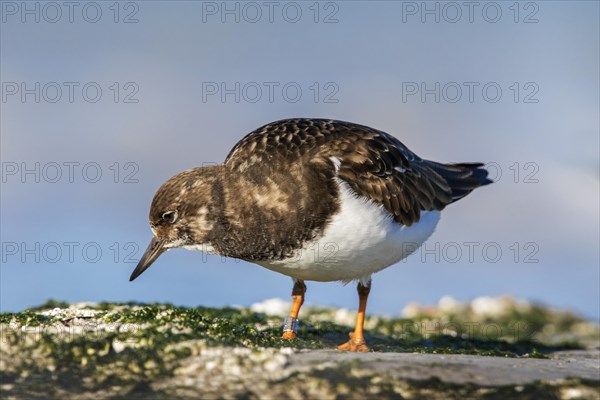 Banded ruddy turnstone