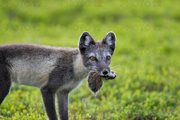 Arctic fox