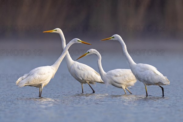 Great egret