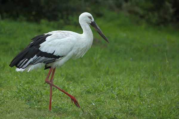 Maguari stork