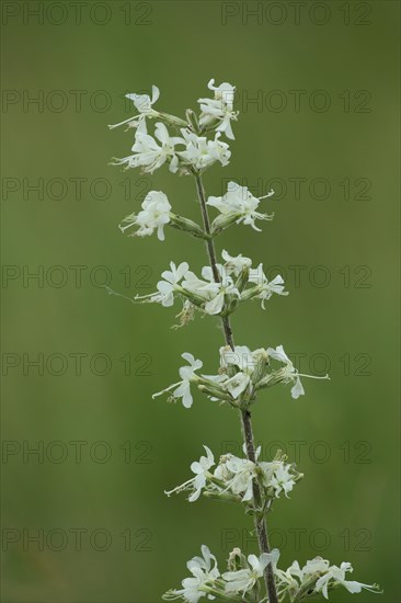 Sticky campion