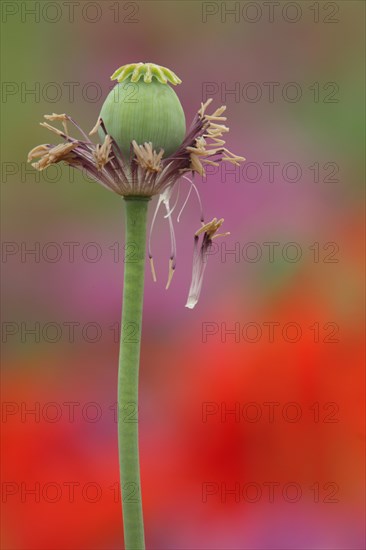 Fruit capsule of the opium poppy