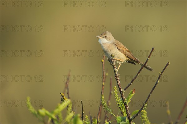 Male common whitethroat