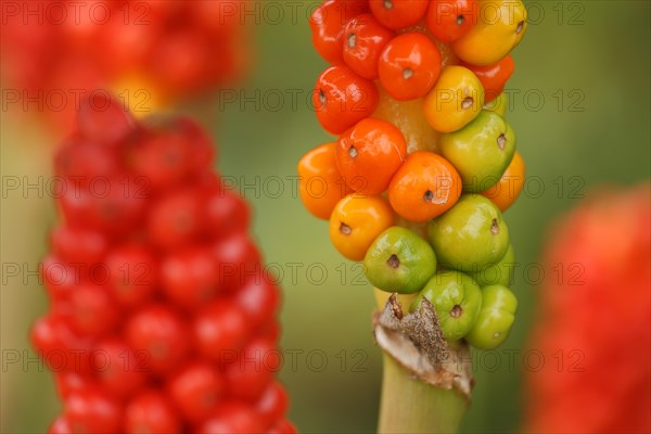 Common arum