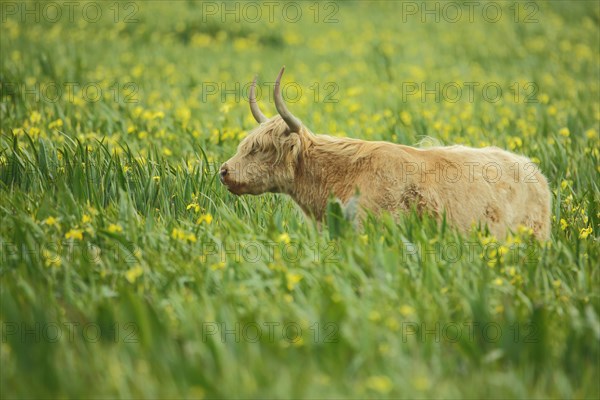 Scottish aurochs