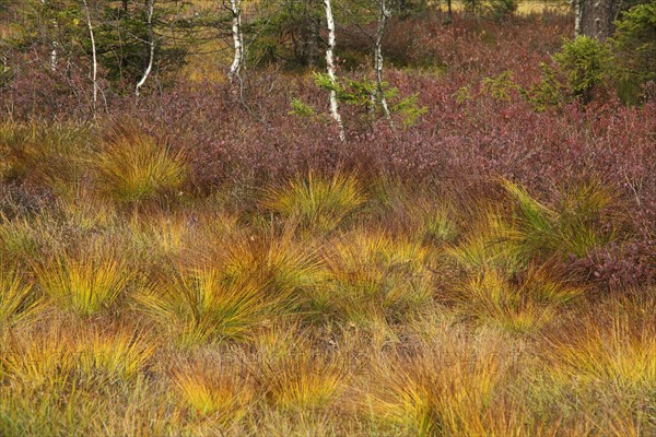 Landscape at the moor with tufts of grass from the Rostrotes Kopfried