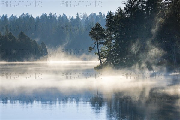 Pines and spruces line the shore of the mirror-smooth Etang de la Gruere moorland lake covered in mist in the canton of Jura