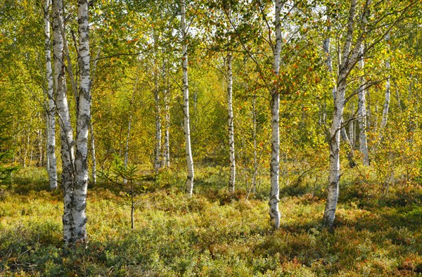 Birch forest and blueberry bushes in the backlight