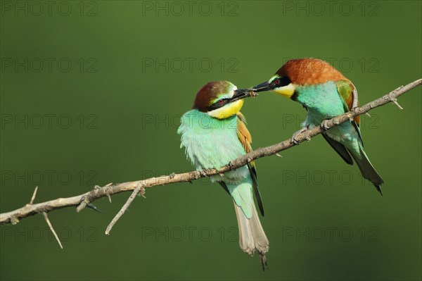 Pair of european bee-eater