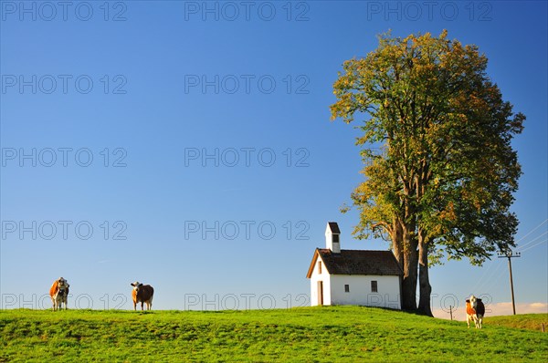 Cows in a cow pasture in Allgaeu
