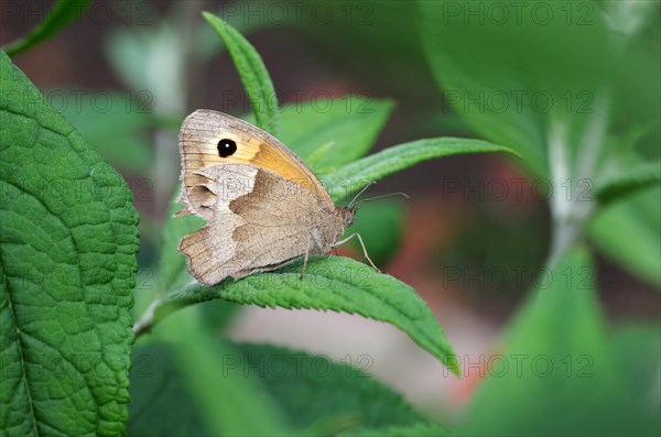 Meadow brown